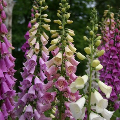 Foxglove