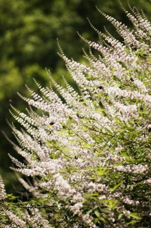 Buddleia v polnem razcvetu