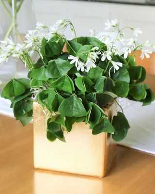 Oxalis Regnellii Pot O' Gold Darilo Lucky Shamrocks