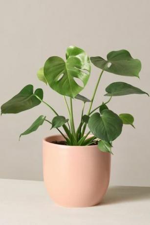 Monstera Deliciosa