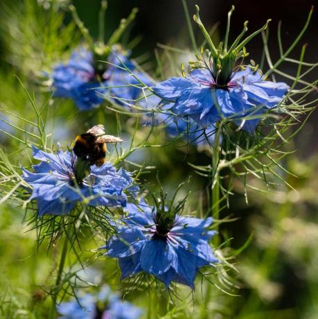 nigella damascena, ki raste na angleškem vrtu, je čebela pristala na enem cvetu