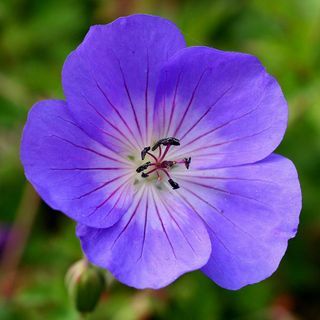 Geranium ROZANNE ("Gerwat")