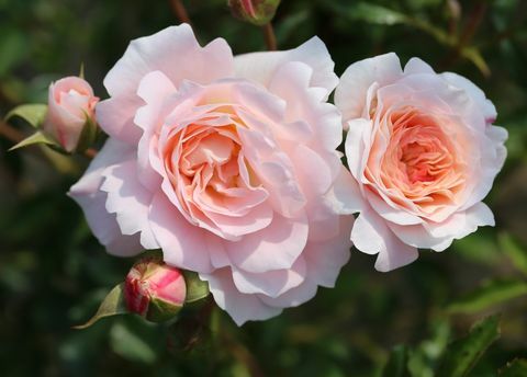Rosa Sarah Elizabeth ('Athyfgrafos') - RHS Hampton Court Palace Flower Show 2018
