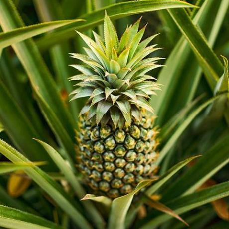 Užitna rastlina v zaprtih prostorih ananasa - Ananas comosus