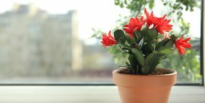 čudovito cvetoča rastlina Schlumbergera božični ali zahvalni kaktus v loncu na okenski polici prostor za besedilo