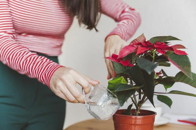 ženska, ki zaliva rastlino božične zvezde, medtem ko stoji doma