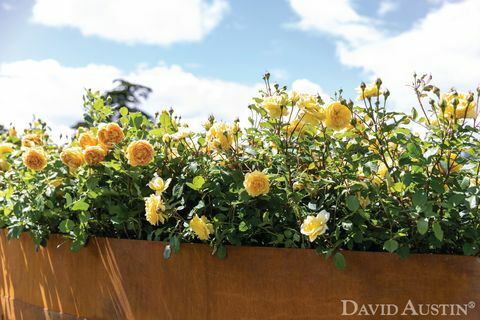 david austin, instalacija rainbow of roses, cvetlična razstava palače rhs hampton court, julij 2021