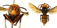Kaj je azijski velikanski hornet? "Umorni hornet", opažen v ZDA