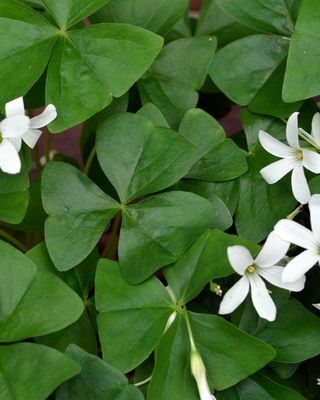 Oxalis Regnellii 