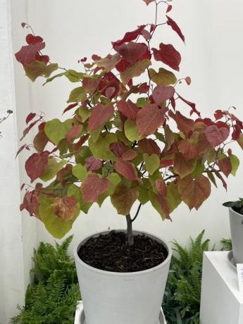 chelsea Flower Show 2021﻿ rastlina leta je cercis canadensis 'večni ogenj'