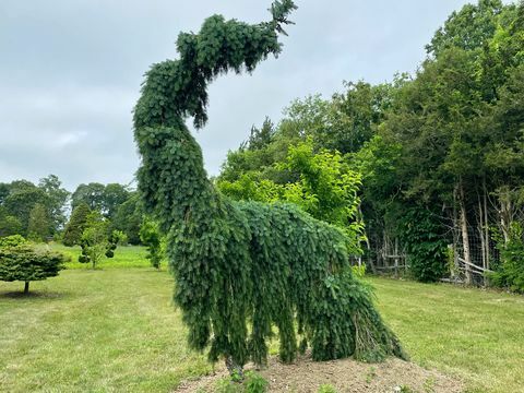 arboretum neumnega drevesa, kot je videti na vrtu cehovske dvorane leta 2021 kot umetniški dogodek