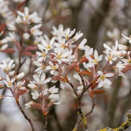 blizu razcveta gladkih cvetov serviceberry amelanchier laevis