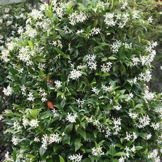 Trahelospermum jasminoides