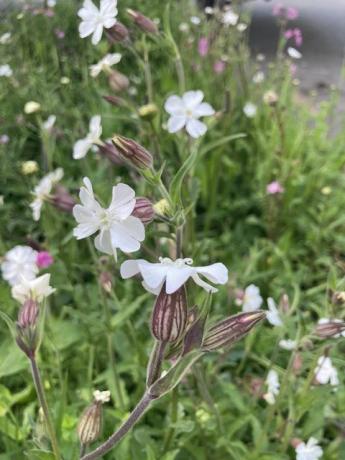 chelsea flower show ideje za divje sajenje