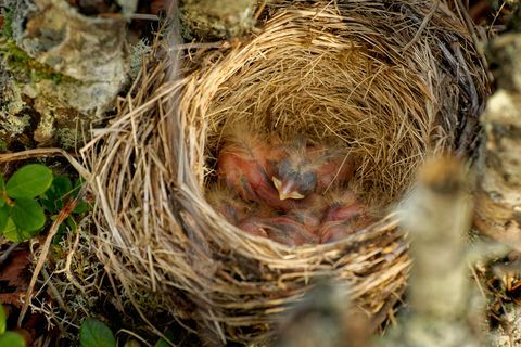 Gnezdo rdečega rodu - Turdus iliacus, ptič v družini drozdov, Turdidae, doma v Evropi in Aziji, nekoliko manjši od sorodne pesmice