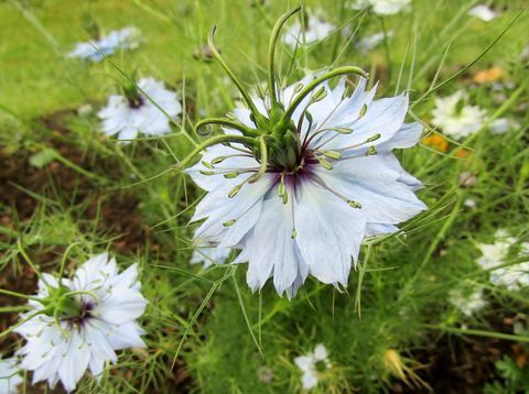 Črni kumin / Nigella sativa rože