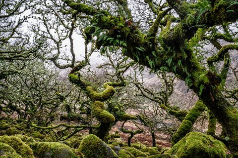 wistman's wood, devon, angleščina