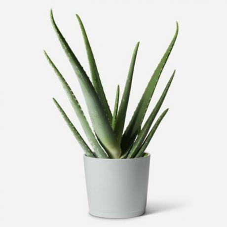 Rastlina aloe vera