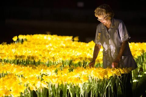 Vrtnik narcis za Marie Curie