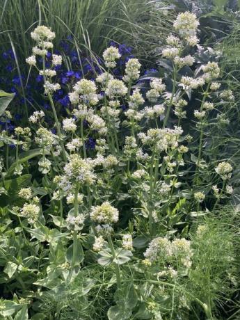 chelsea flower show ideje za divje sajenje