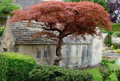 Bourton Model Village - drevo - Cotswolds