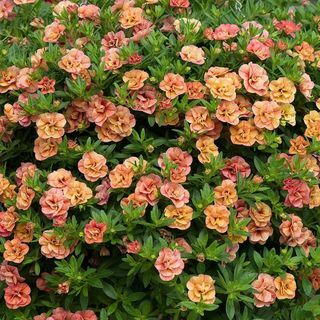 Calibrachoa 'Can-can Double Apricot (serija Can-can)'