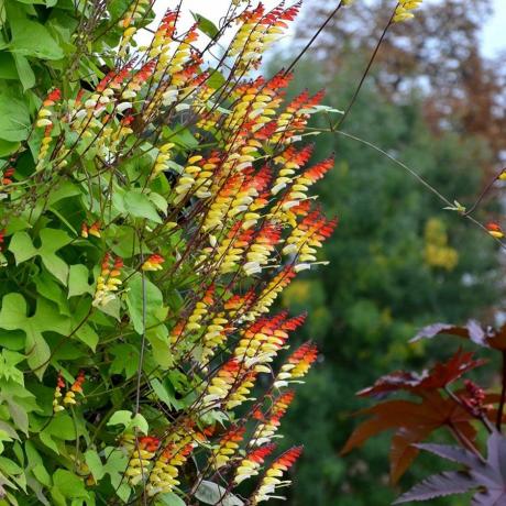 Ipomoea lobata, španska zastava