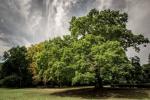 Gilwell Oak v Eppingu je bil imenovan za britansko drevo leta