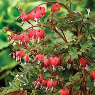 Dicentra спектblis 'Valentine'