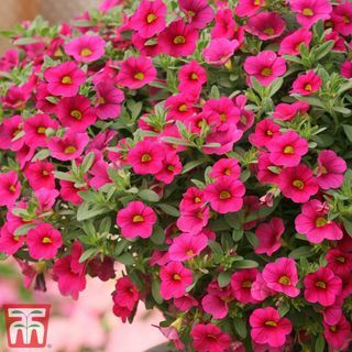 Calibrachoa 'Million Bells Pink'