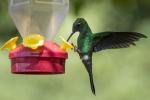 Kako privabiti kolibri