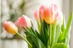 Kako ustaviti tulipane pred opuščanjem