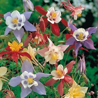 Aquilegia 'Pretty Bonnets Mix' (seme)