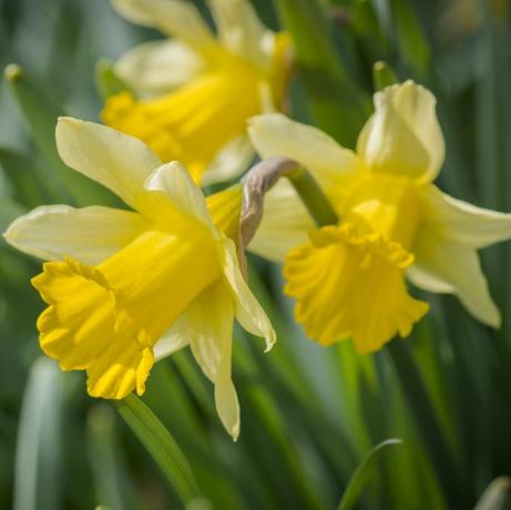 gojenje rezanega cvetja narcis, narcis