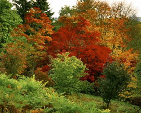 različni okenci v arboretumu Winkworth v vseh odtenkih jeseni od rumene in oranžne do škrlatne praporca v ospredju, čeprav še vedno večinoma zelena, začenja rjaveti