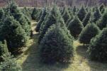 Zakaj še vedno posekamo božična drevesa?