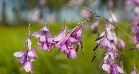 cvetovi-čebulice-dierama