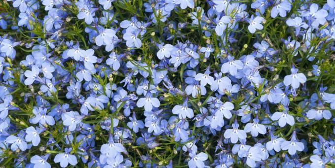 stelne rastline, modra kardinalska roža lobelia cardinalis