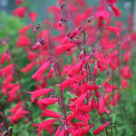 Penstemon 