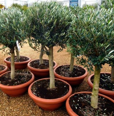 Oljčna drevesa - Olive Grove Oundle: standard-5ft-oljka