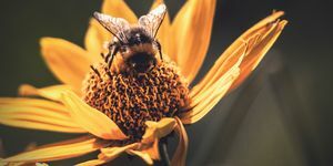 Zapri čebelice medu na rumenem cvetu