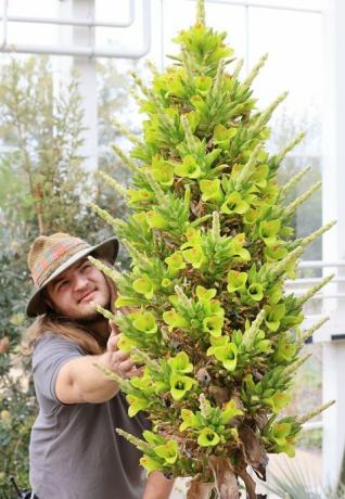 hortikulturist callum munro faure občuduje puya chilensis, ki je zacvetel šele drugič v svoji zgodovini na rhs garden Wisley, surrey this zjutraj je prvič zacvetela v rastlinjaku v Wisleyju pred 8 leti, rastlinjak se bo za javnost odprl v ponedeljek, 17. maja po novi vladi smernic