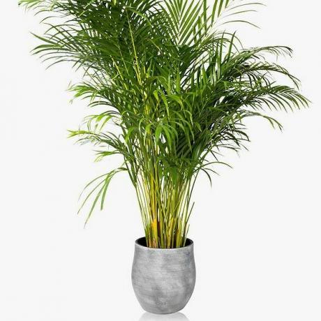 Keramična lončnica Little Botanical XL Areca Palm