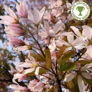 Amelanchier x grandiflora 'Robin Hill' Drevo